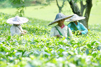 Tea garden workers pluck tea leaves for processing at Durgabari Tea garden at the outskirts of Agartala on May 12.