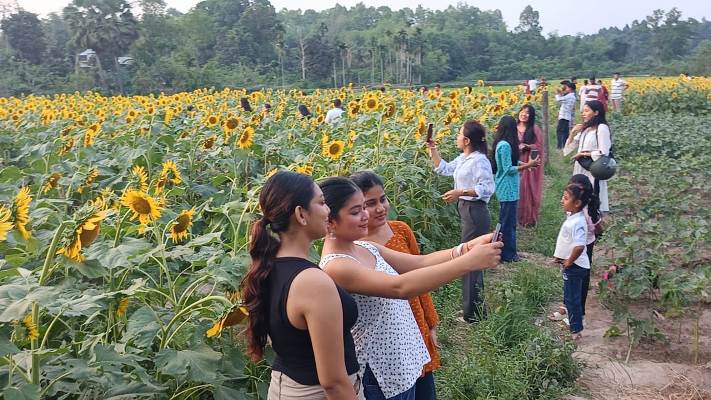 A sunflower garden in Tripura has become the latest sensation on social media, attracting large crowds of visitors eager to capture its scenic beauty. Platforms like Facebook, Instagram, and Twitter are flooded with pictures of people posing amidst the vibrant yellow blooms. The much-talked-about garden is located in the Boro Defa area of North Charilam under Sepahijala district. Visitors from Agartala and nearby regions are flocking to the spot daily, turning the area into what feels like a mini fair.