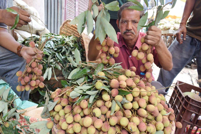 A fruit vendor stores large quantities of fresh and juicy Lychees in a street side stall at Agartala on May 18 to sell these fresh fruits to the customers. Summer is now in full swing and sweet and juicy lychees are available in plenty across Tripura. 