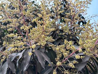Mango flowers bloom ahead of Saraswati Puja at Agartala on January 15.