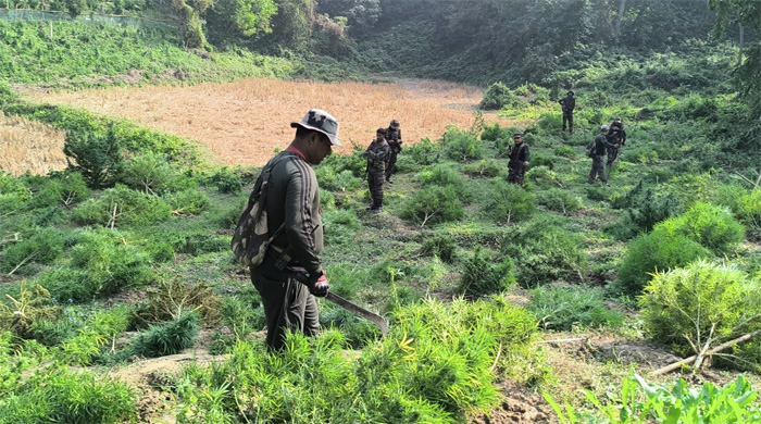 Over 30 lakh ganja plants worth Rs 145 crore destroyed in Tripura in 10 days  